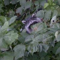 New faces: A North American raccoon (above) in Vancouver, Canada, though the introduced species is now at home in Hokkaido, too. A leiothrix in the wild in Kyushu, far from the popular cage-bird\'s home in China and the Himalayas. MARK BRAZIL; COURTESY OF JOHN WRIGHT | © 2009 FADE TO BLACK PRODUCTIONS, INC. ALL RIGHTS RESERVED