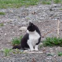 Feral feline: A wild-living cat on Teuri Island off western Hokkaido. Fearsome predators, such descendants of domestic cats are now found in almost every area of Japan, including in most national parks. | © 2009 FADE TO BLACK PRODUCTIONS, INC. ALL RIGHTS RESERVED