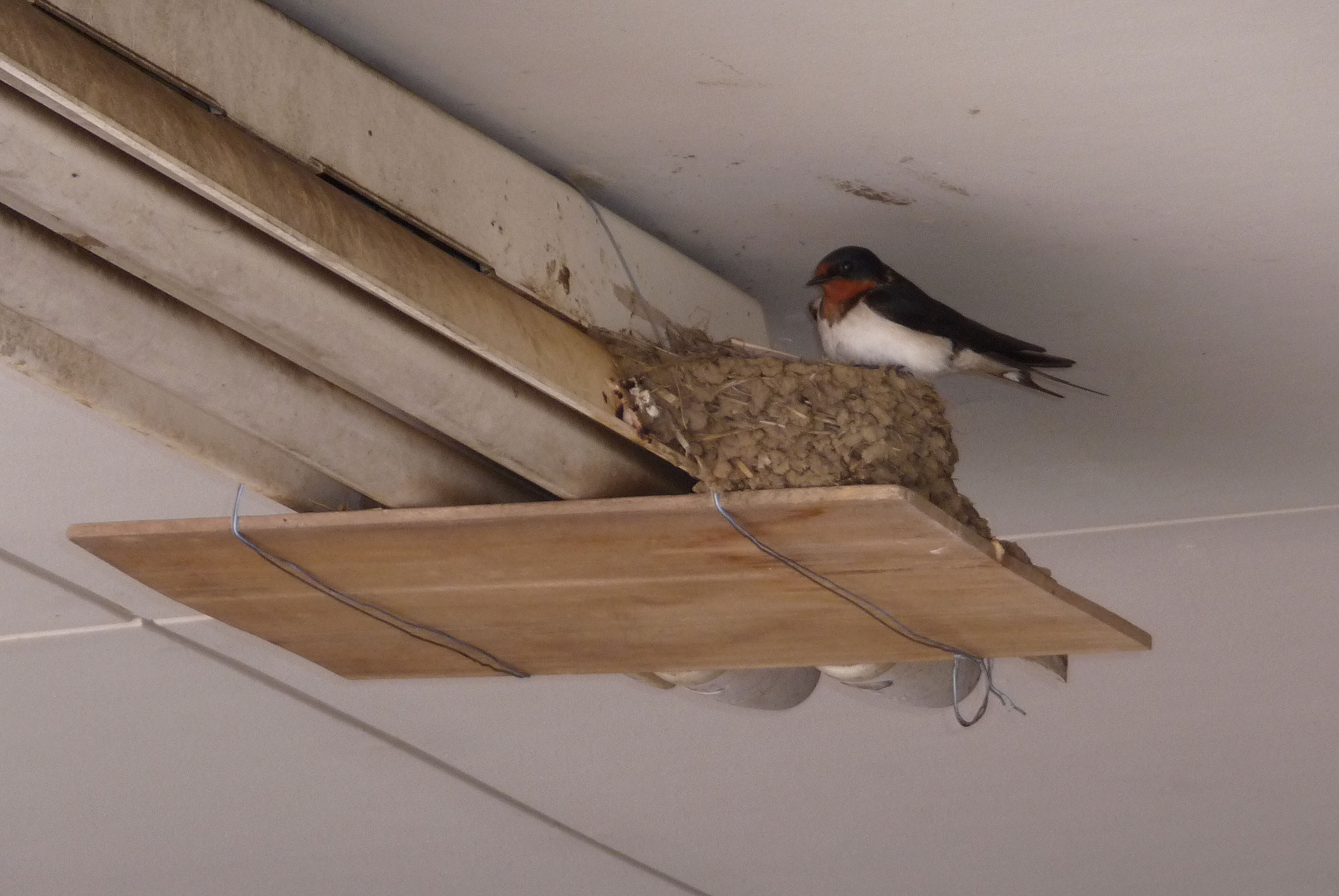 A Barn swallow on its mud nest in a Miyake Island garage. | MARK BRAZIL PHOTO